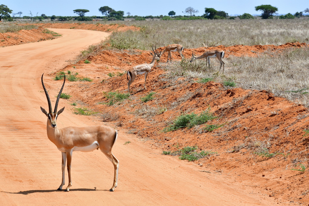 Tsavo East National Park